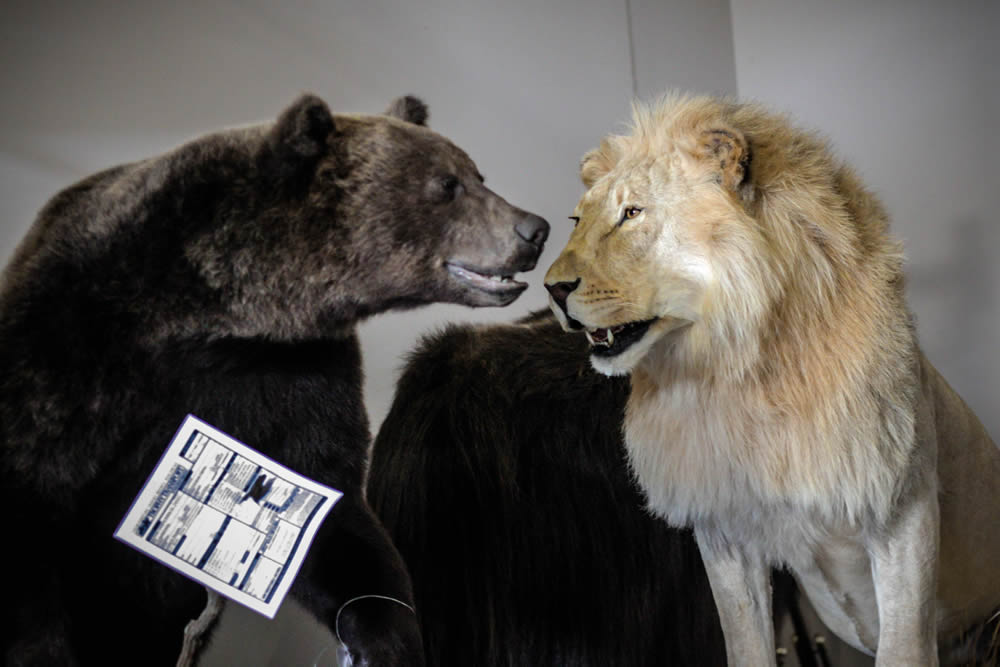 Bear and lion mounts